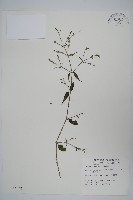 槍刀菜藏品圖，第1張