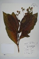 假酸漿藏品圖，第1張