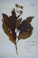 假酸漿藏品圖，第1張