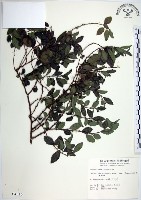 水雞油藏品圖，第1張