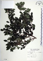 水雞油藏品圖，第1張