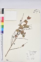 土密樹藏品圖，第1張