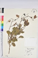 土密樹藏品圖，第1張