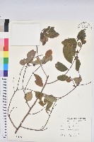 土密樹藏品圖，第1張