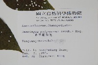 多子漿果莧藏品圖，第2張