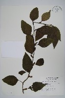 多子漿果莧藏品圖，第1張