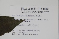 多子漿果莧藏品圖，第2張
