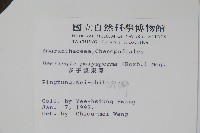 多子漿果莧藏品圖，第2張