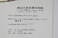 漿果莧、紐藤藏品圖，第2張