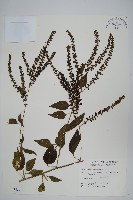 漿果莧、紐藤藏品圖，第1張