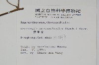 漿果莧、紐藤藏品圖，第2張