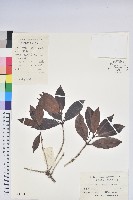 漿果莧、紐藤藏品圖，第3張