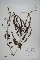 漿果莧、紐藤藏品圖，第1張