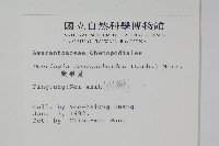 漿果莧、紐藤藏品圖，第2張