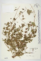娥房藤藏品圖，第1張