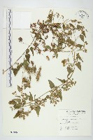 娥房藤藏品圖，第1張