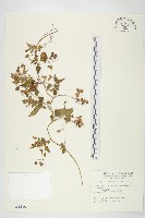 娥房藤藏品圖，第1張