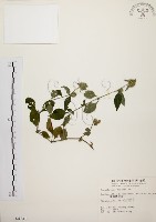 臺灣鱗球花藏品圖，第1張