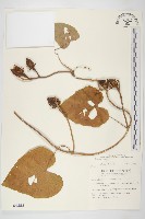 天茄兒藏品圖，第1張