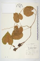 天茄兒藏品圖，第1張