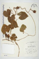 天茄兒藏品圖，第1張