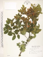 搭肉刺藏品圖，第1張