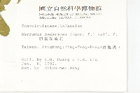 菜欒藤藏品圖，第2張