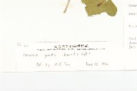 菜欒藤藏品圖，第3張