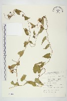 菜欒藤藏品圖，第1張