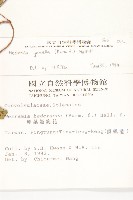 菜欒藤藏品圖，第2張