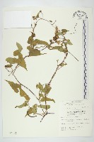 菜欒藤藏品圖，第1張