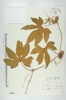 雙輪瓜藏品圖，第1張