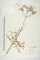 小燈籠草、大還魂藏品圖，第1張