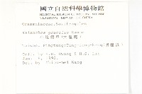 小燈籠草、大還魂藏品圖，第2張