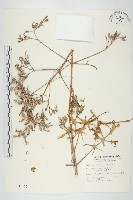 小燈籠草、大還魂藏品圖，第1張