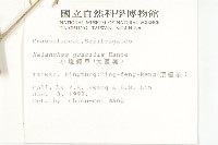 小燈籠草、大還魂藏品圖，第2張