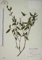 披針葉蕘花藏品圖，第1張