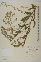 裂葉艾納香藏品圖，第1張