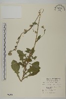 裂葉艾納香藏品圖，第1張