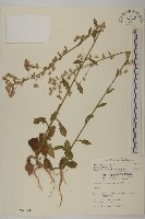 裂葉艾納香藏品圖，第1張