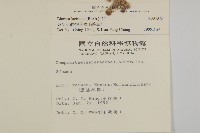 裂葉艾納香藏品圖，第2張