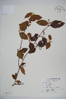 呂宋莢迷藏品圖，第1張