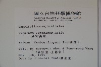 呂宋莢迷藏品圖，第2張