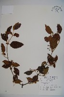 呂宋莢迷藏品圖，第1張