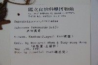 呂宋莢迷藏品圖，第2張