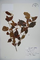 呂宋莢迷藏品圖，第1張