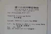 呂宋莢迷藏品圖，第2張