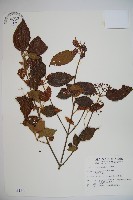 呂宋莢迷藏品圖，第1張