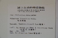 呂宋莢迷藏品圖，第2張