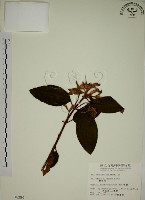 野牡丹藏品圖，第1張